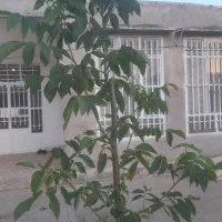 خانه ویلایی