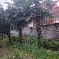 درخت پالم|گل و گیاه طبیعی|دالخانی, |دیوار