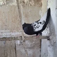 کبوتر
