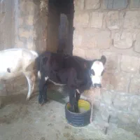 گوساله