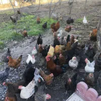 مرغ تخمگذار محلی