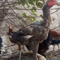 خروس لاری|حیوانات مزرعه|شبانکاره, |دیوار