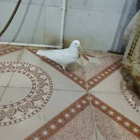 پنج عدد جوجه پرشی بشرط|پرنده|کرج, ملک‌آباد|دیوار