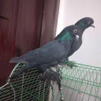 کبوتر تبریز نروماده هست