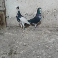 کبوتر پرشی کفتر بوم رنگه ابلغ سینه سیاه پلنگ صید