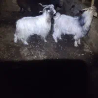 دوتا بز نر دو دندان سالم و بشرط