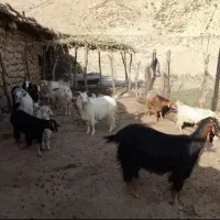 فروش بز|حیوانات مزرعه|مارگون, |دیوار