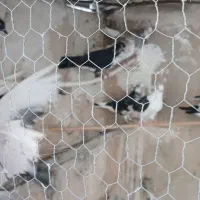 تعدادی کبوتر پرشی