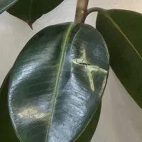 گل طبیعی سبز|گل و گیاه طبیعی|میبد, |دیوار