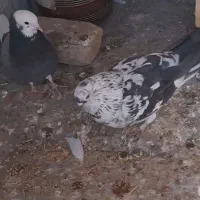 یک جفت کفتر گمشده هر عزیزی گرفت مژگانی خوب داره