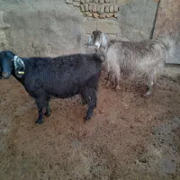 بزآبستن|حیوانات مزرعه|صحنه, |دیوار