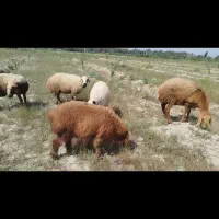 کاوور چینی با بره شیرازی اصیل