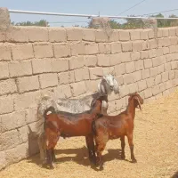 بز دوقلوزا اوست همراه با دوتا کره کشتنی  مالداری