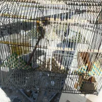 سهره قناری مست مست معاوضه