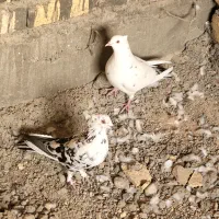 جفت کبوتر گلی|پرنده|مهر, |دیوار