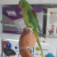 جوجه شاه طوطی چشم سیاه حلقه پا پرورشی|پرنده|ری, علایین|دیوار