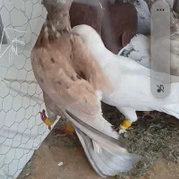 ۱۰کفترپرشی قلدور