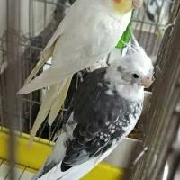 عروس هلندی