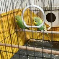 مرغ عشق انگلیسی همراه قفس