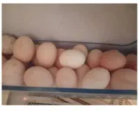 تخم مرغ محلی تازه ارگانیک|خوردنی و آشامیدنی|مشهد, جاهد شهر|دیوار