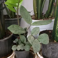 گل زاموفیلیا