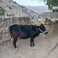 گاو و گوساله