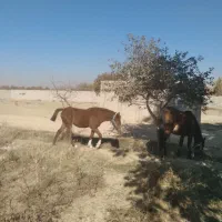 اسب کرد|اسب و تجهیزات اسب‌سواری|چهارباغ, |دیوار