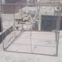 تور کبوتر بازی