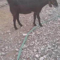 سه تا بز آبستن