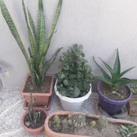 گل وگیاه طبیعی|گل و گیاه طبیعی|اصفهان, فرح آباد|دیوار