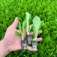 نِشآ کاهو کرفس کلم و...سفارش انواع نِشا