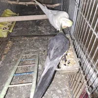 عروس هلندی مولد