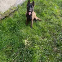 سگ آموزش شده مالینویز