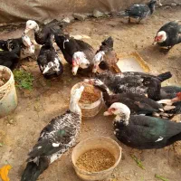 اردک اسرائیلی یا روسی|حیوانات مزرعه|رشت, سیا اسطلخ|دیوار