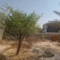 فروش باغچه ۸۰۰ متری بنه گز اهرم تنگستان|فروش خانه و ویلا|اهرم, |دیوار