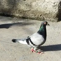 کبوتر پلاکی