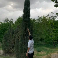 کاج|خدمات باغبانی و درختکاری|قدس, شهر‌قدس|دیوار