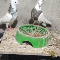 پرنده|پرنده|بهبهان, |دیوار