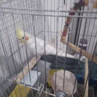 عروس هلندی|پرنده|شهریار, شهریار|دیوار