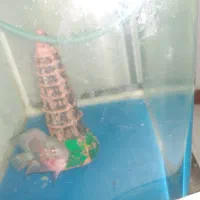 ماهی فلاور و ردتیل|ماهی|بندرعباس, |دیوار