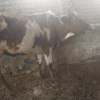 گوساله و گاو قربانی