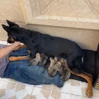 توله سگ کینگ ژرمن شپرد شولاین