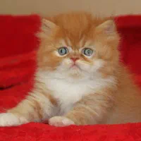 سرزمین گربه های اشرافی ( iran cats)|گربه|اهواز, زیتون کارمندی|دیوار