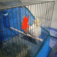 عروس هلندی سفید|پرنده|فولادشهر, B5|دیوار