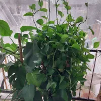 گل زیبای پتوس