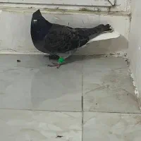 دم سفید و قره سبز آلمانی|پرنده|تربتحیدریه, کلاته توکلی|دیوار