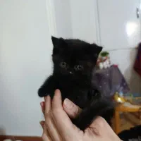 چند گربه بیرتیش و اسکاتیش به فروش می‌رسد