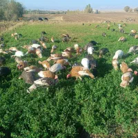 فروش بوقلمون زنده|حیوانات مزرعه|قصابه, |دیوار