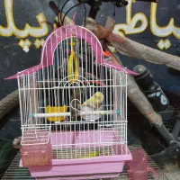 یک جفت غناری بالغ
