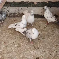 کبوتر تهرانی|پرنده|رباطکریم, الارد|دیوار